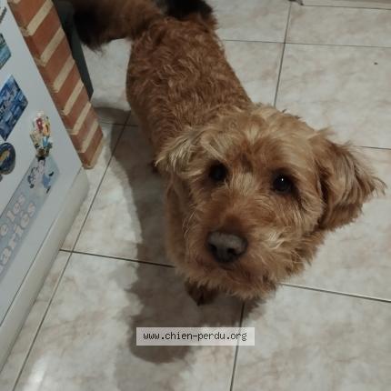 Photo de chien perdu à Saint Denis D Anjou