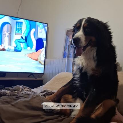 Photo 1/1 Chien retrouvé Perdu à Carcassonne