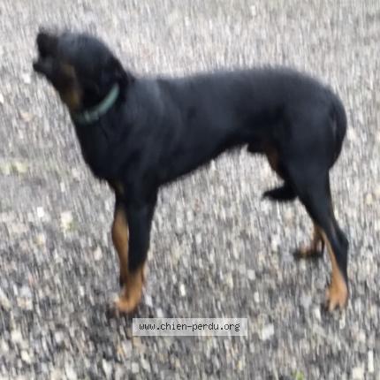 Photo 1/1 Chien retrouvé Trouvé à Hauville