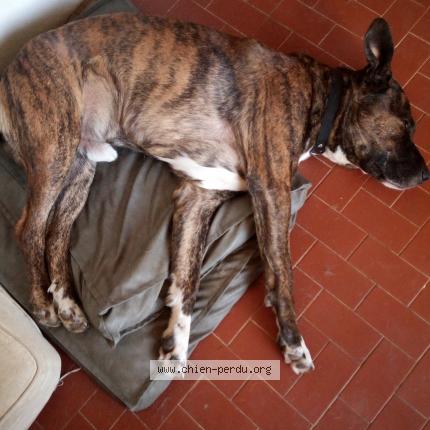 Photo de chien perdu à La Roche Sur Grane