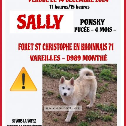 Photo 1/1 Chien retrouvé Perdu à 71800 saint christophe en brionn
