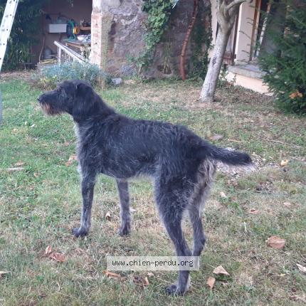 Photo 1/1 Chien retrouvé Perdu à Arnas