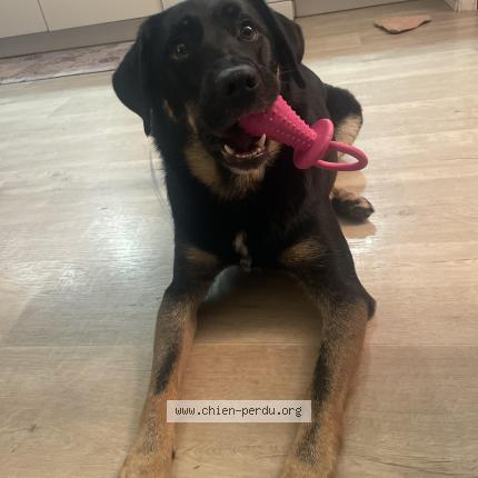 Photo 1/1 Chien retrouvé Perdu à Teloche