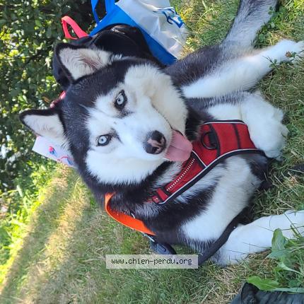Photo 1/1 Chien retrouvé Perdu à Evreux