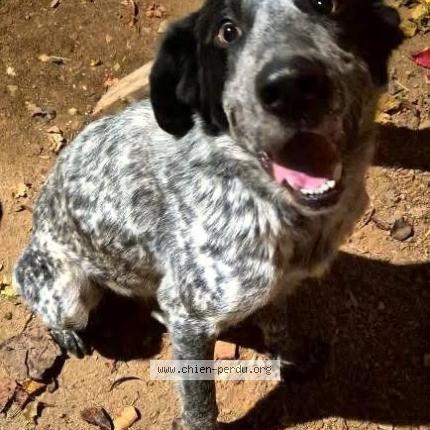 Photo 1/1 Chien retrouvé Trouvé à Saint hilaire