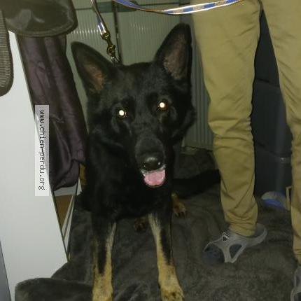 Photo 1/1 Chien retrouvé Trouvé à Cordemais