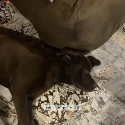 Photo 1/1 Chien retrouvé Trouvé à La motte servolex