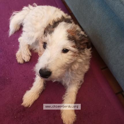 Photo 1/2 Chien retrouvé Perdu à Quimper