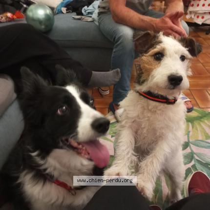 Photo 2/2 Chien retrouvé Perdu à Quimper