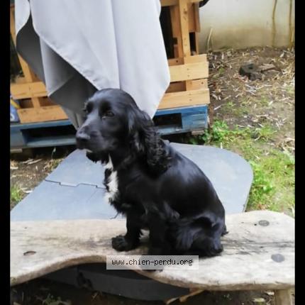 Photo 1/1 Chien retrouvé Perdu à Coulommiers