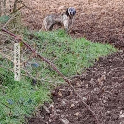 Photo 1/1 Chien retrouvé Trouvé à Brussey