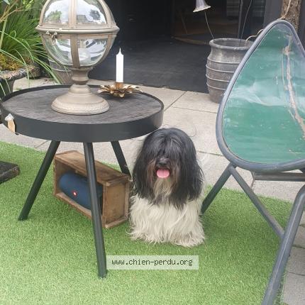 Photo 1/1 Chien retrouvé Perdu à Guichen