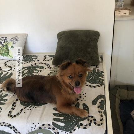 Photo 1/1 Chien retrouvé Perdu à Toulon