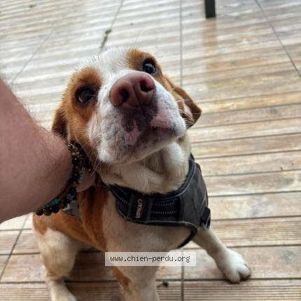 Photo 1/1 Chien retrouvé Trouvé à Samazan