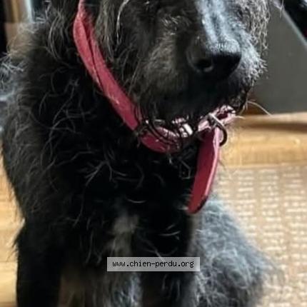 Photo 2/2 Chipie Chien perdu à Ploeneour lanvern