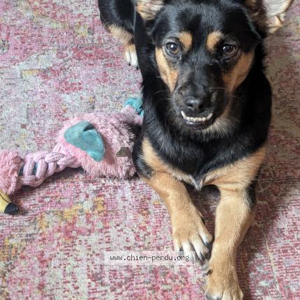 Photo 1/1 Chien retrouvé Perdu à Paris