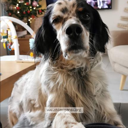 Photo de chien perdu à La Sauve