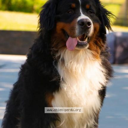 Photo de chien perdu à Les Mesnuls