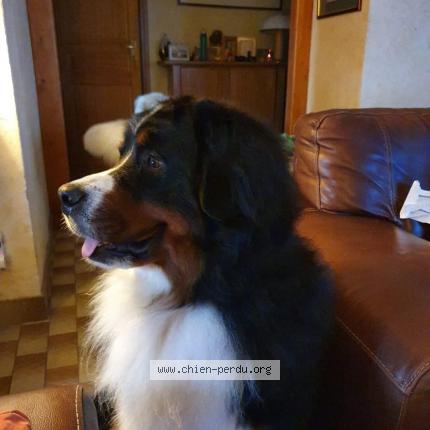 Photo 2/3 Chien retrouvé Perdu à Les mesnuls