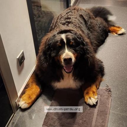 Photo 3/3 Chien retrouvé Perdu à Les mesnuls