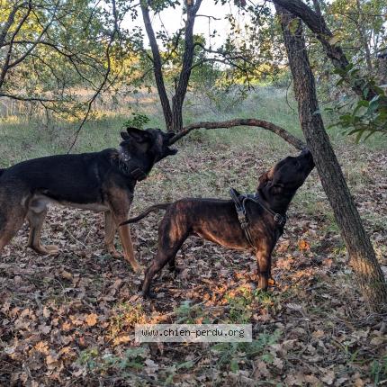 Photo 1/1 Chien retrouvé Perdu à Paulhan