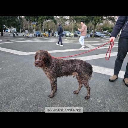 Photo 1/1 Chien retrouvé Trouvé à La rochelle