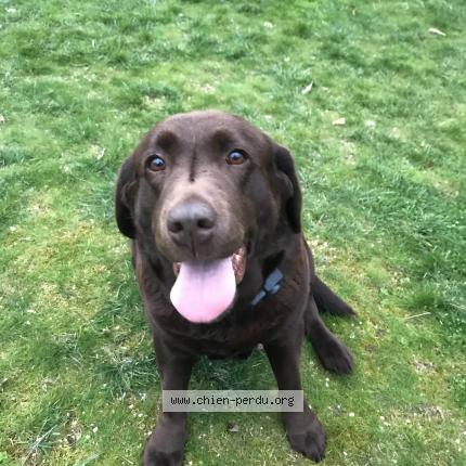 Photo de chien perdu à Lamballe