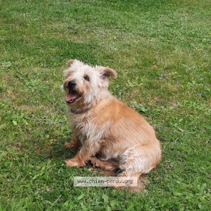 Photo 1/1 Tibrouck Chien perdu à Larre