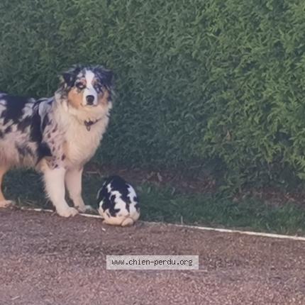 Photo 1/1 Chien retrouvé Perdu à Grazac