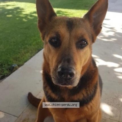 Photo 1/2 Chien retrouvé Perdu à Pernes les fontaines