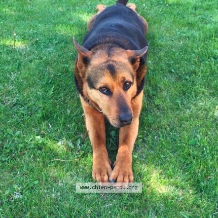 Photo 2/2 Chien retrouvé Perdu à Pernes les fontaines