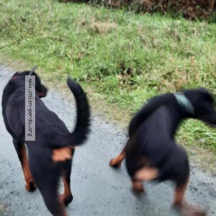 Photo 1/1 Chien retrouvé Trouvé à Saint gildas des bois