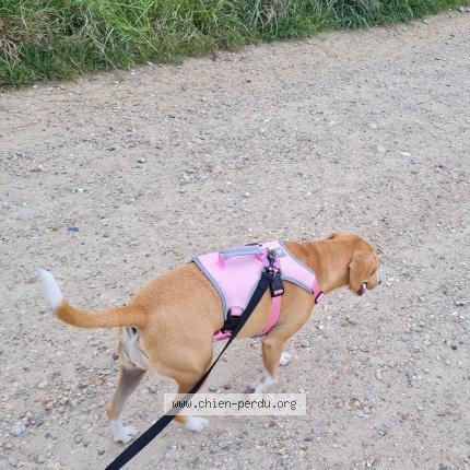 Photo 1/1 Chien retrouvé Perdu à Menucourt