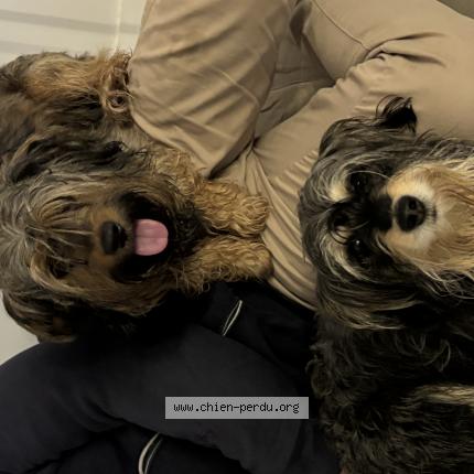 Photo de chien trouvé à St Berthevin