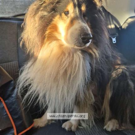 Photo 1/1 Chien retrouvé Trouvé à Saint maime