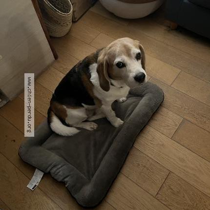 Photo 1/1 Chien retrouvé Perdu à Avilly saint leonard