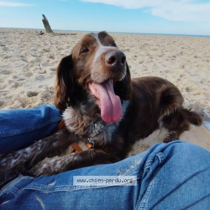 Photo 1/1 Chien retrouvé Perdu à Bergerac