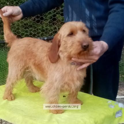 Photo 1/1 Chien retrouvé Perdu à Mayet