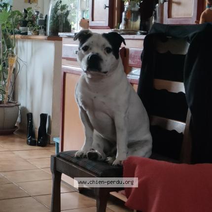 Photo 1/1 Chien retrouvé Perdu à Barbaira