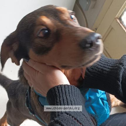 Photo de chien trouvé à Larche