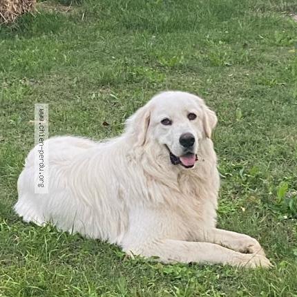 Photo 1/1 Chien retrouvé Perdu à Pierrelatte