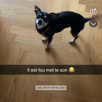 Photo 1/1 Chien retrouvé Perdu à Le chesnay rocquencourt