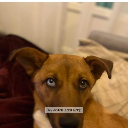 Photo 1/1 Chien retrouvé Perdu à Villaines la juhel