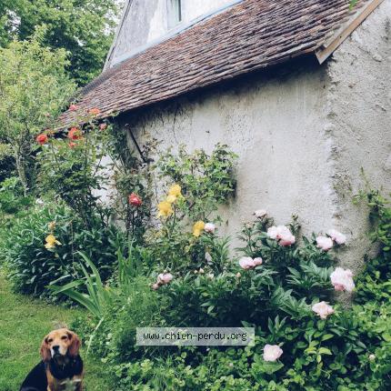 Photo de chien perdu à Bellefontaine