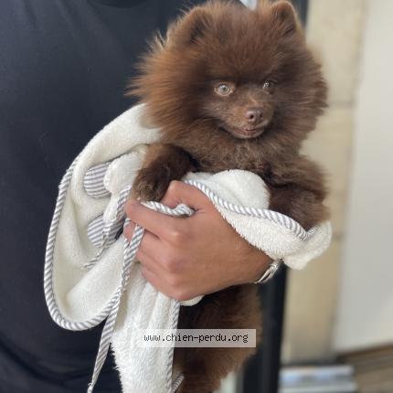 Photo 1/1 Chien retrouvé Perdu à Cannes