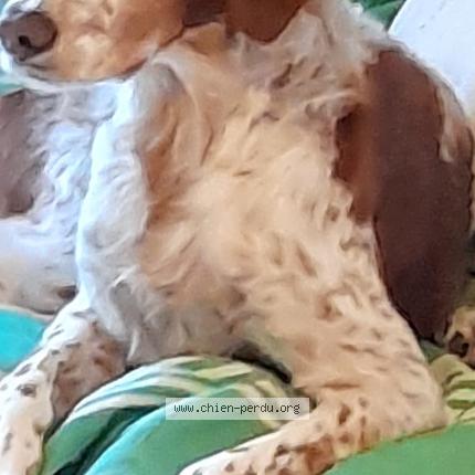 Photo de chien perdu à Le Cannet Des Maures