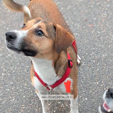 Photo 1/1 Chien retrouvé Perdu à Lyon