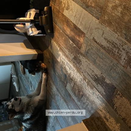 Photo de chien perdu à Oree D Anjou