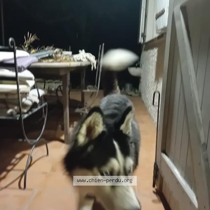 Photo de chien trouvé à Saint Zacharie