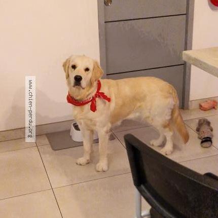 Photo 1/1 Chien retrouvé Perdu à Sauvian